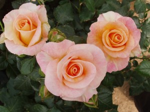 BRITANNIA (hybrid tea)